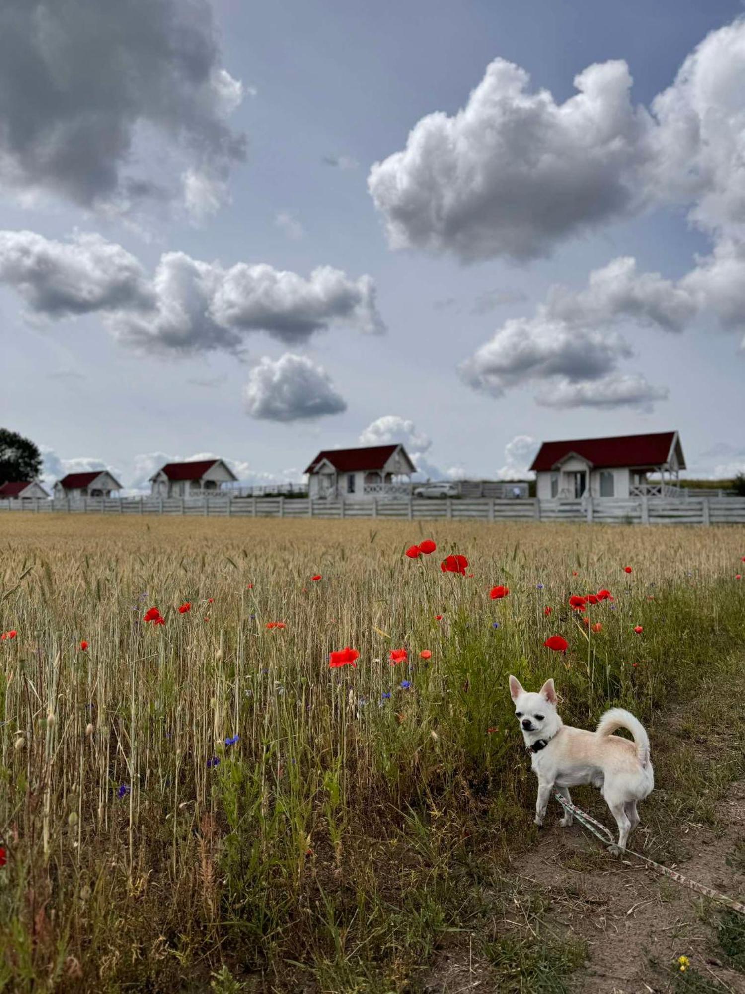Gizycko-Przerwanki Domki Widok Na Mazury المظهر الخارجي الصورة